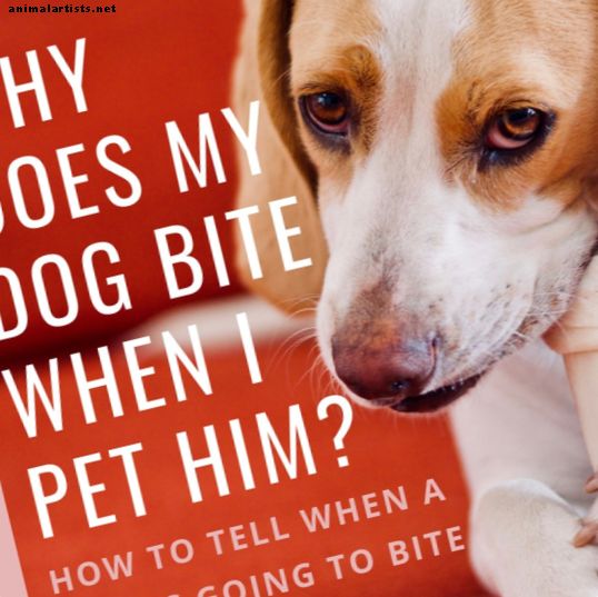 ¿Cómo puede saber si un perro va a morder? ¿Cuáles son las señales de que un perro quiere morder? Hay innumerables historias de personas que afirman que un perro las mordió de la nada o con poca advertencia. como puede ser esto posible? La verdad es que hay signos sutiles de que un perro quiere morder, y se necesita un ojo entrenado para reconocerlos. Una 