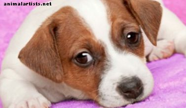 48 problemas de salud comunes encontrados en Jack Russell Terriers