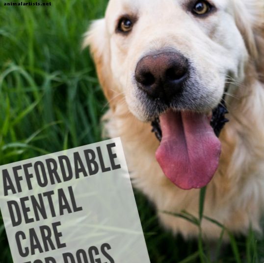 De goedkoopste manier om de tanden van uw hond schoon te houden