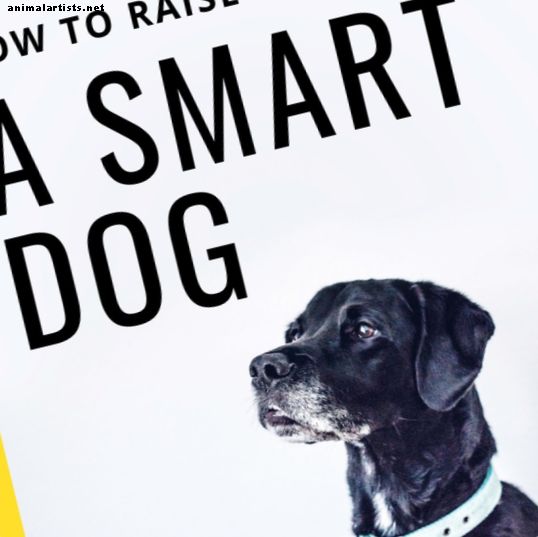 6 påviste metoder for å gjøre hunden din smartere