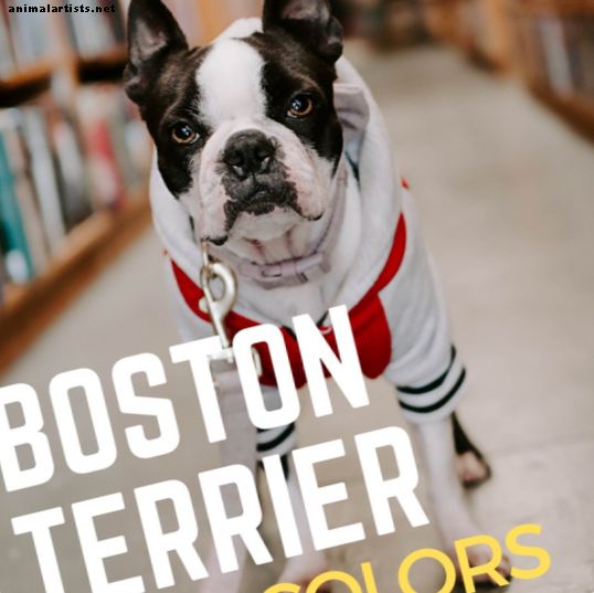 Bostoni terjerite mantli värvid: kõik tõu kohta