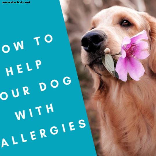 Cómo ayudar a mi perro con alergias