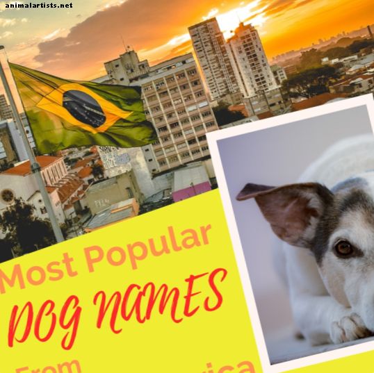 Los mejores nombres de perros de América Latina