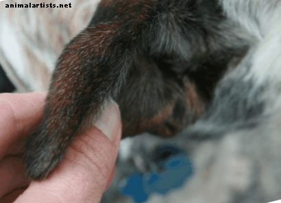 Perros con colgajos inflamados: síntomas y tratamiento