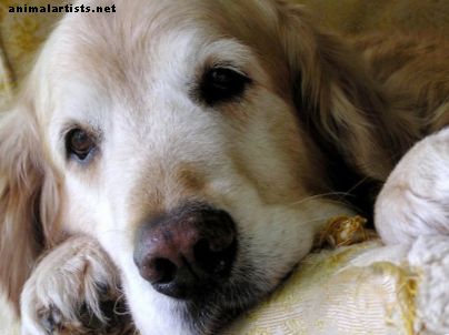 Síntomas de artritis del perro y remedios caseros para el dolor