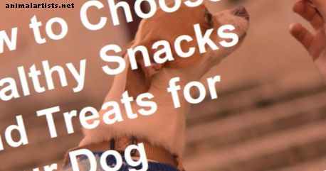 Cómo elegir bocadillos saludables para su perro: con recetas sencillas para tratar perros