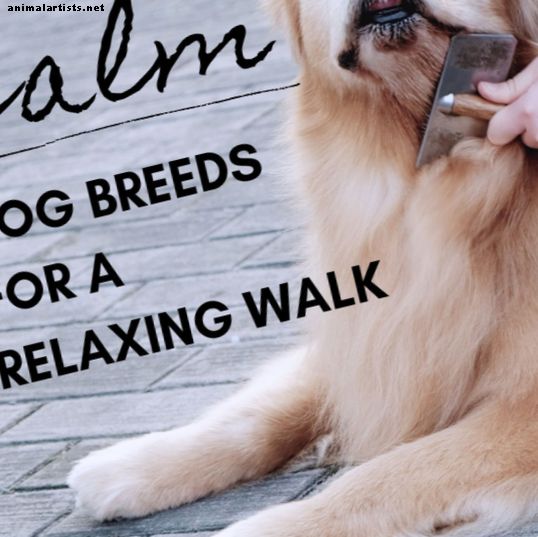8 mejores razas de perros tranquilos para una caminata relajante