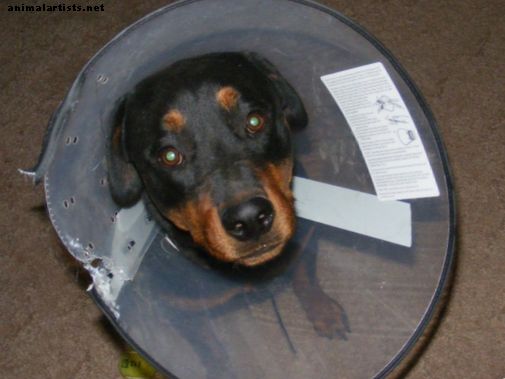 Salud del perro: cómo evitar que un perro mastique una herida