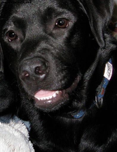 Labrador Retrievers: maravillosas mascotas familiares y compañeros