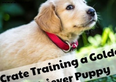 Cómo entrenar a un cachorro de Golden Retriever