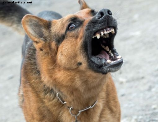 Señales de advertencia y causas de perros peligrosos y agresivos