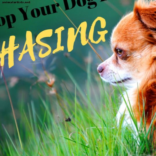 Cómo evitar que tu perro persiga o ataque a otros animales