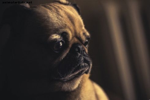 Ako pomôcť psovi so separačnou úzkosťou