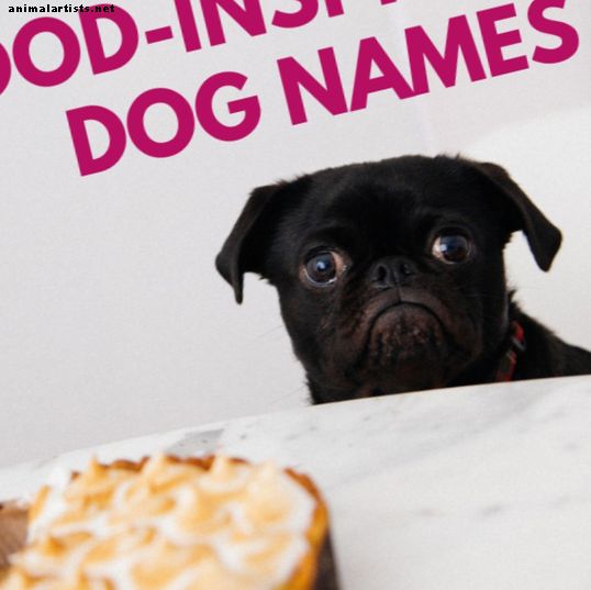 Más de 200 adorables y deliciosos nombres de perros inspirados en alimentos (para amantes de la comida)