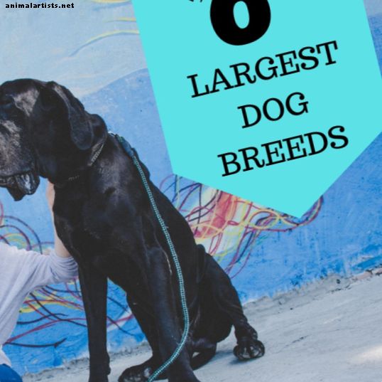 Las 6 razas más grandes de perros