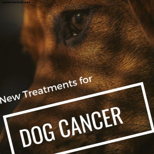 Koera hemangiosarkoom: tõestatud uued raviprotseduurid, mis pikendavad elu