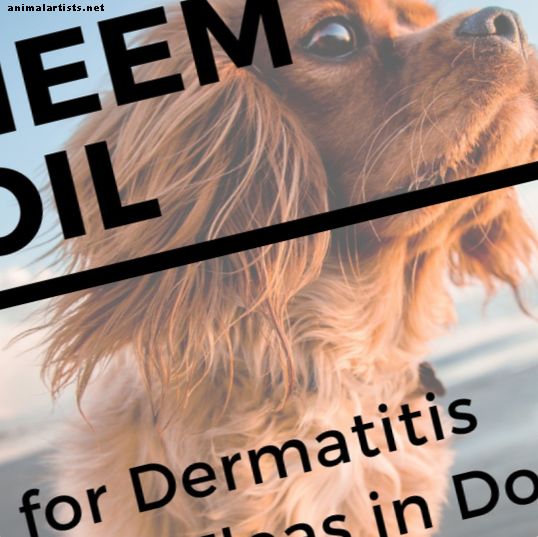 El aceite de neem para perros detiene la picazón, cura la piel y repele las pulgas y los mosquitos