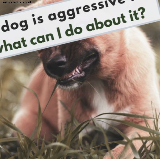 Kuidas ennetada või vähendada koerte territoriaalset agressiooni