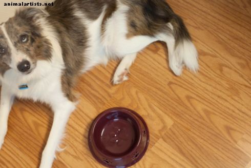 4 cosas que hacer si tu perro está vomitando