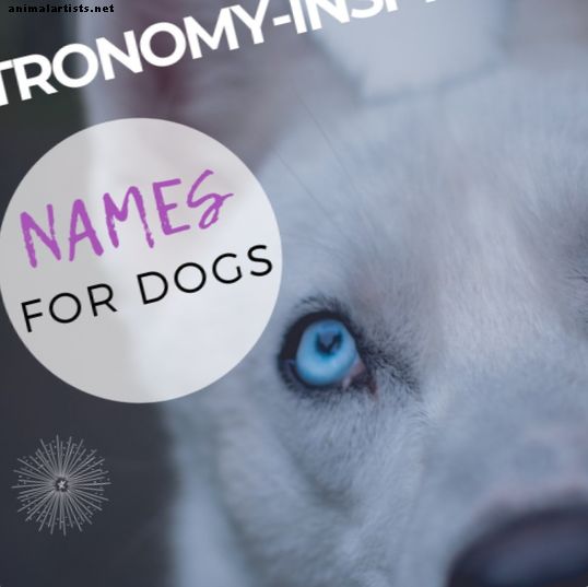 15 astronomiske navn på hunden din