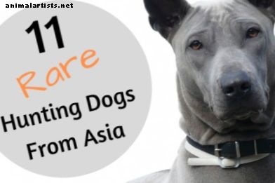 11 perros de caza raros y no reconocidos de países asiáticos