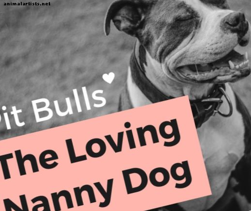 Pit Bull Stigma murdmine: ajalugu "Nanny koer