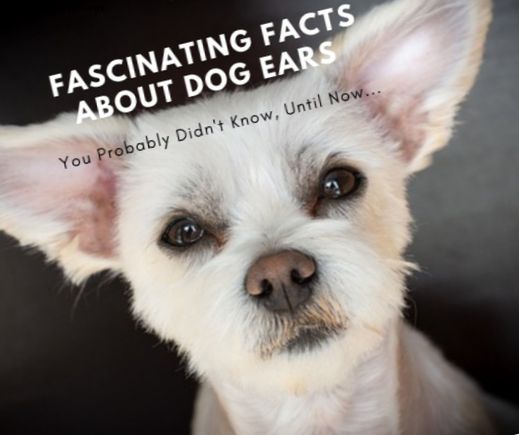 30 datos fascinantes sobre las orejas de perro