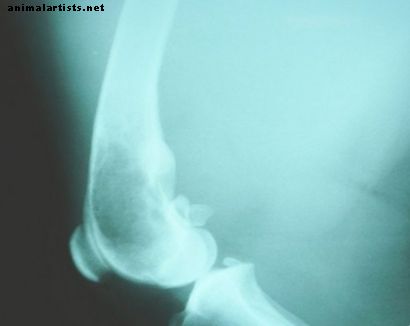 Признаки остеосаркомы (рака костей) у собак