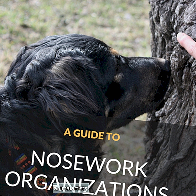 Una guía para principiantes sobre organizaciones de nosework