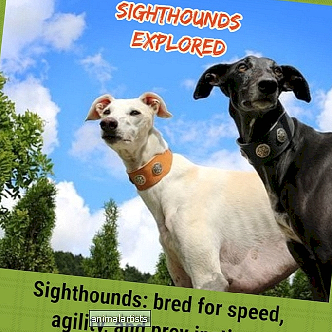 Um Guia para Raças de Sighthound