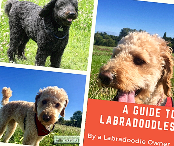 Una guía de Labradoodle por un propietario de Labradoodle