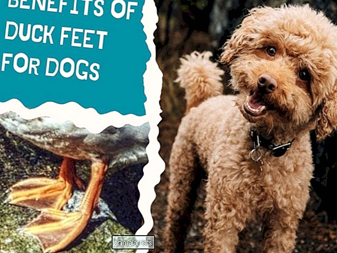 Beneficios de las patas de pato para perros: golosinas naturales para perros