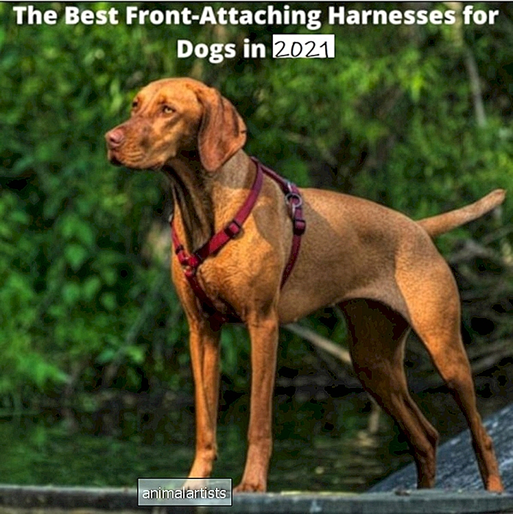Los mejores arneses de fijación frontal para perros en 2021