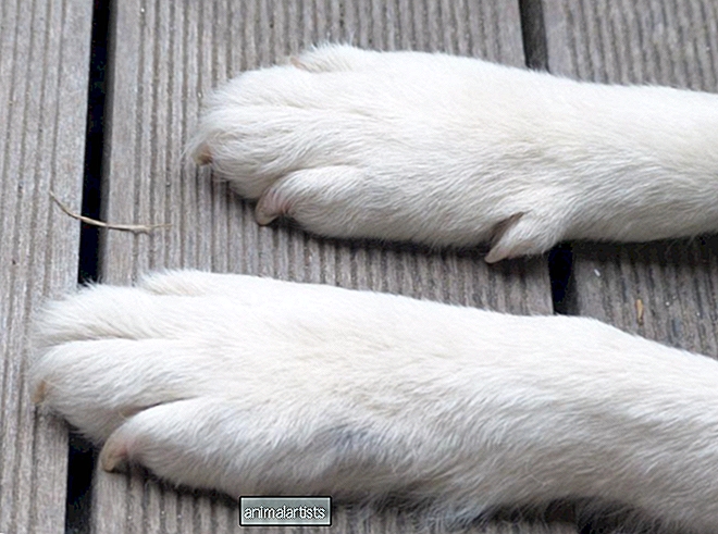 Eliminación de espolones en perros: ¿es realmente necesario?
