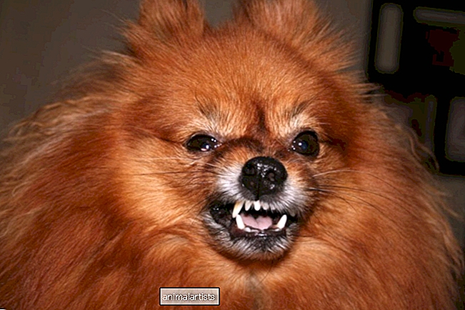 ¿Funcionan los aerosoles dentales para perros?