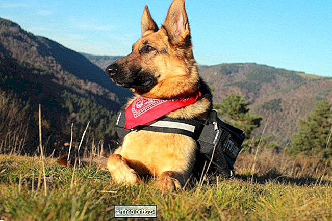 Guía de perros pastores alemanes de servicio