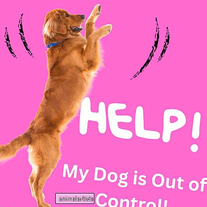 Appi, mu koer on kontrolli alt väljas ja tegutseb! (7 nõuannet leppimiseks)