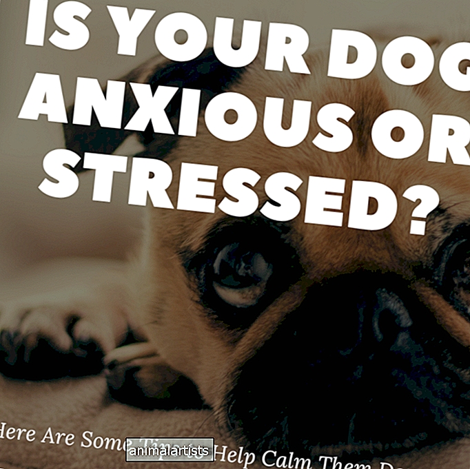 Kuidas rahustada ärevat või stressis koera