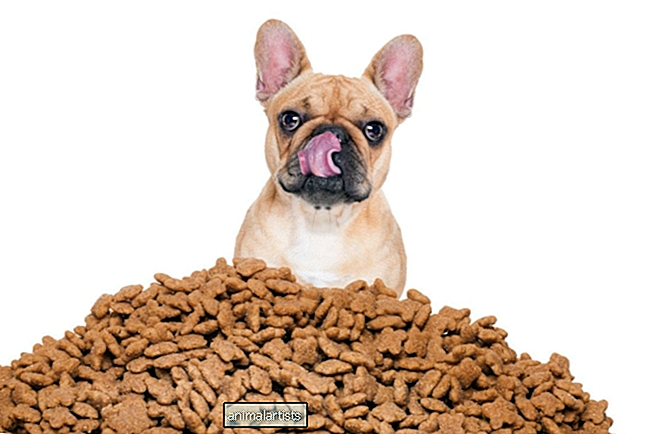 Ako vybrať správne krmivo pre vášho psa