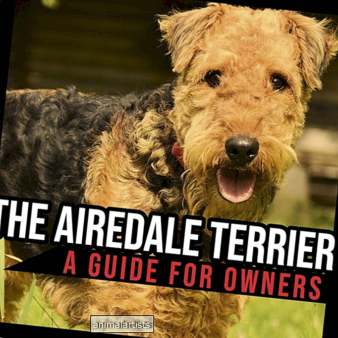 Airedale Terrier: En guide for eiere