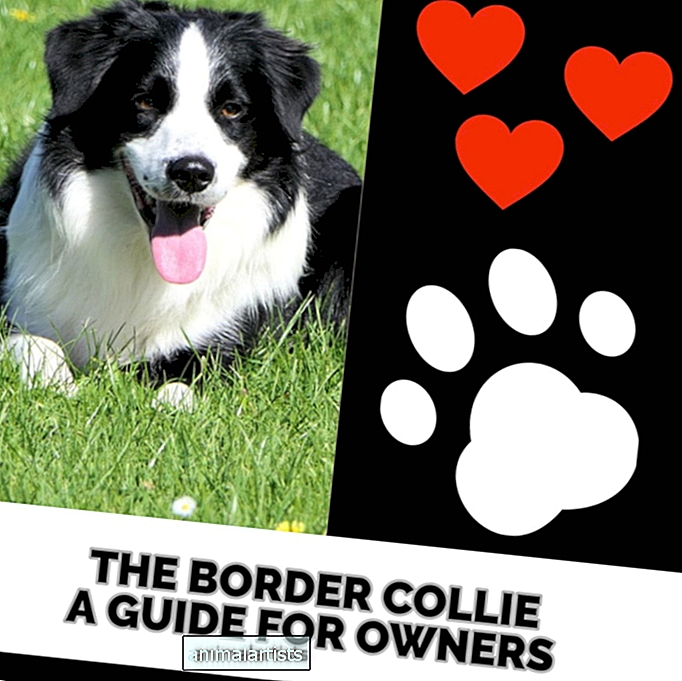 El Border Collie: una guía para propietarios