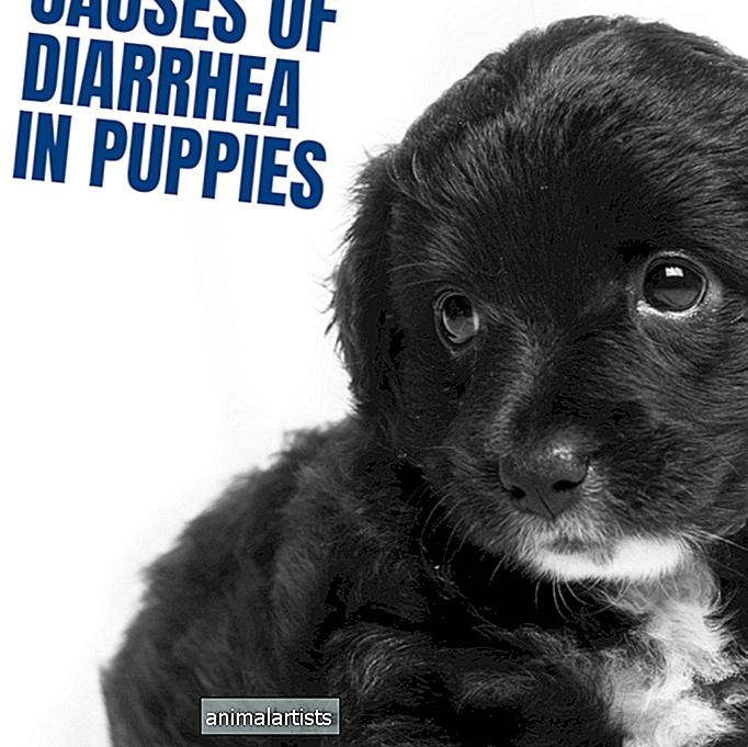 Las causas de la diarrea en los cachorros