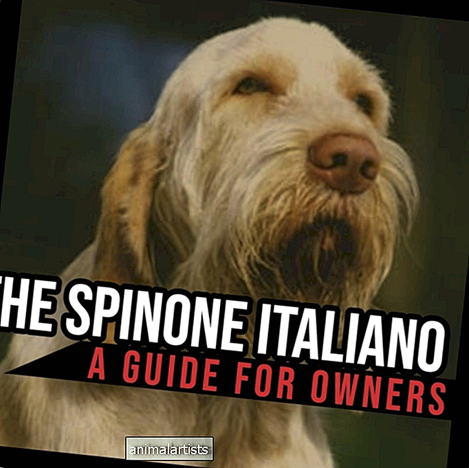 O Spinone Italiano: um guia para proprietários