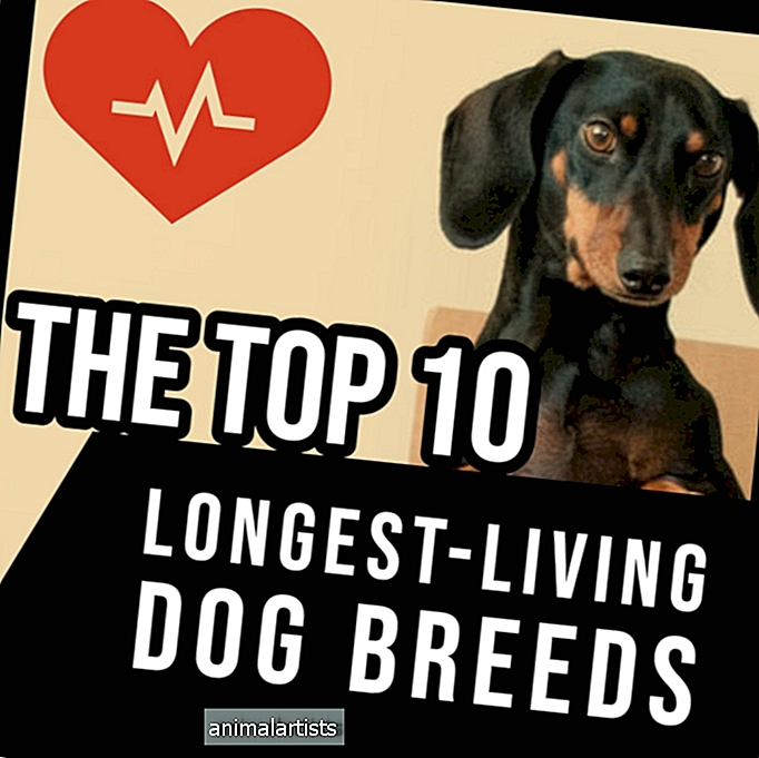 Las 10 razas de perros más longevas