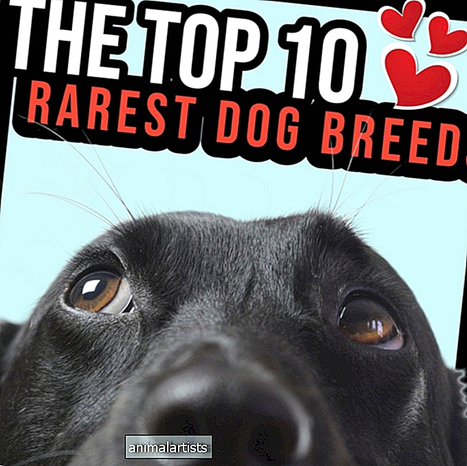 أفضل 10 سلالات الكلاب أندر