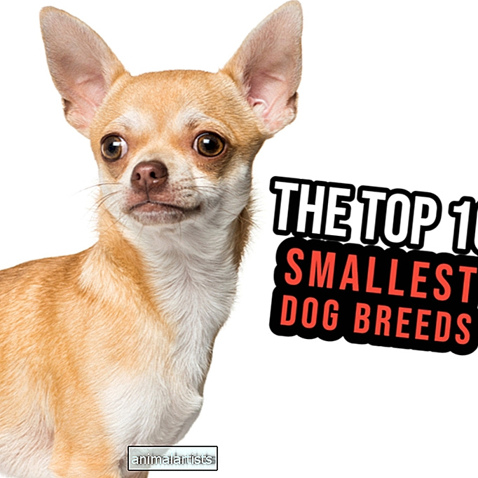 Las 10 mejores razas de perros pequeños