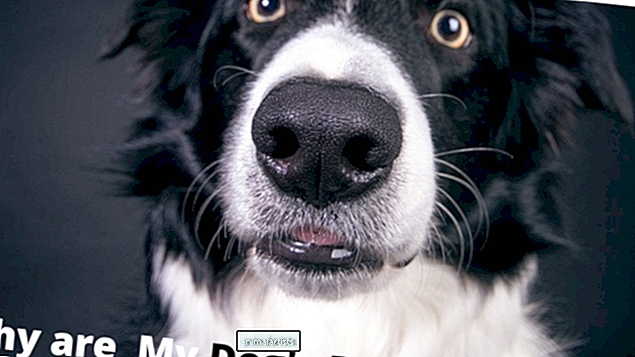 ¿Qué causa las pupilas dilatadas o agrandadas en los perros?