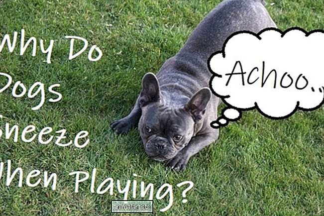 ¿Por qué mi perro estornuda cuando juega?