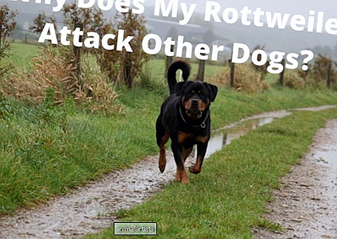 ¿Por qué mi rottweiler ataca a otros perros?