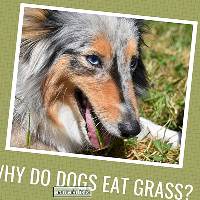 Miks mu koer sööb meeletult rohtu?